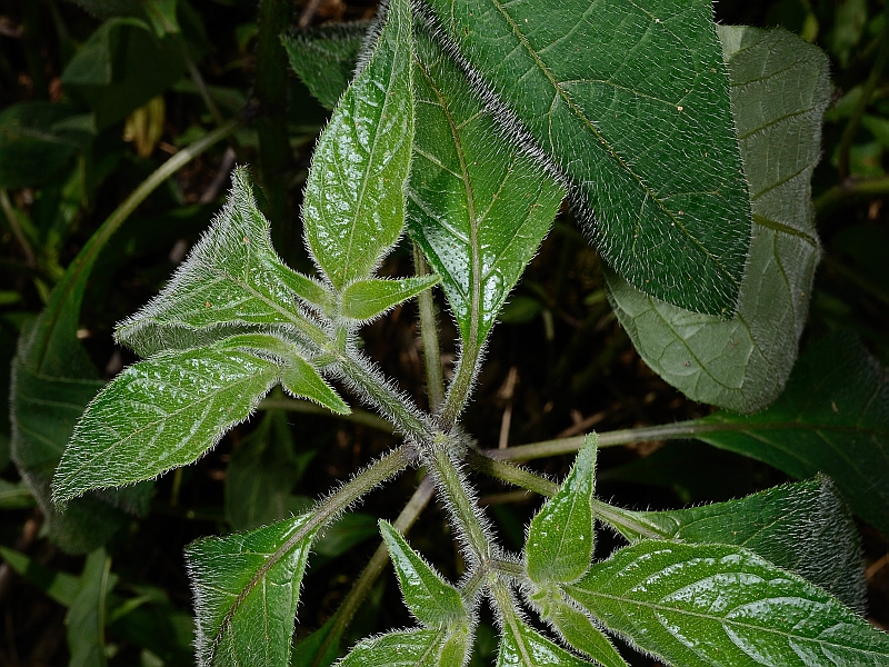dubbio_005_foglia_01.jpg