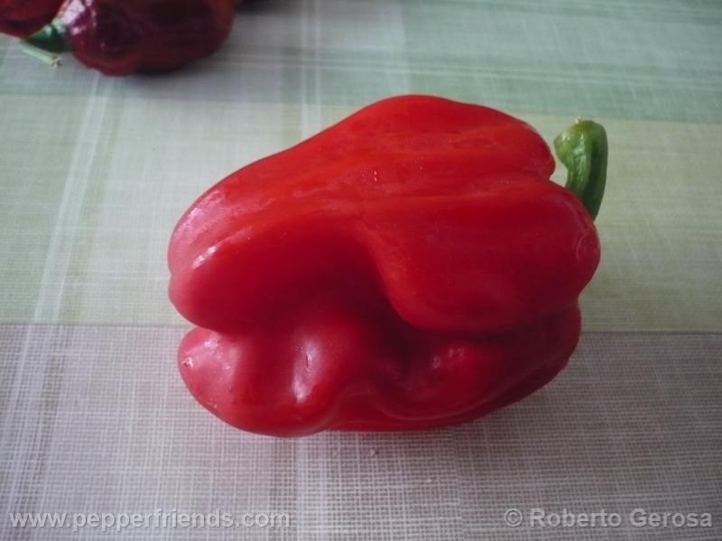 criolla-de-cocina_001_frutto_6.jpg