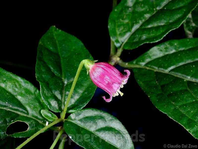 friburgense_001_fiore_04.jpg
