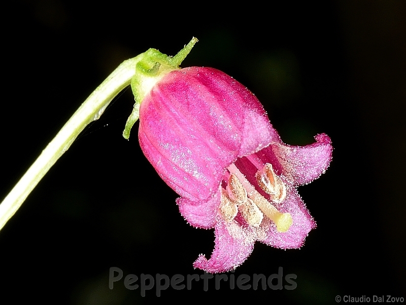 friburgense_001_fiore_06.jpg