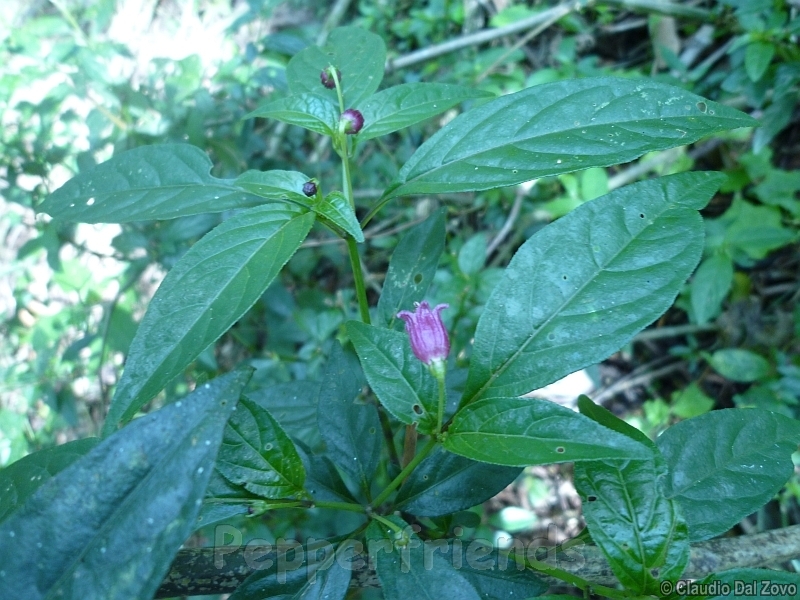 friburgense_001_pianta_03.jpg