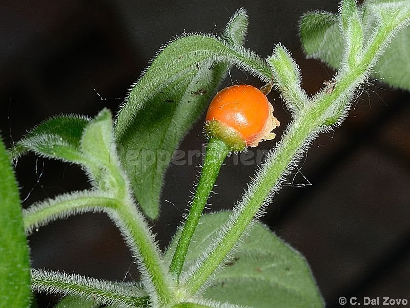 galapagoense_001_frutto_04.jpg