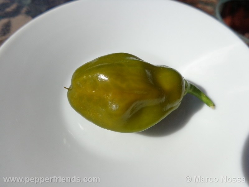 habanero-green_001_frutto_03.jpg
