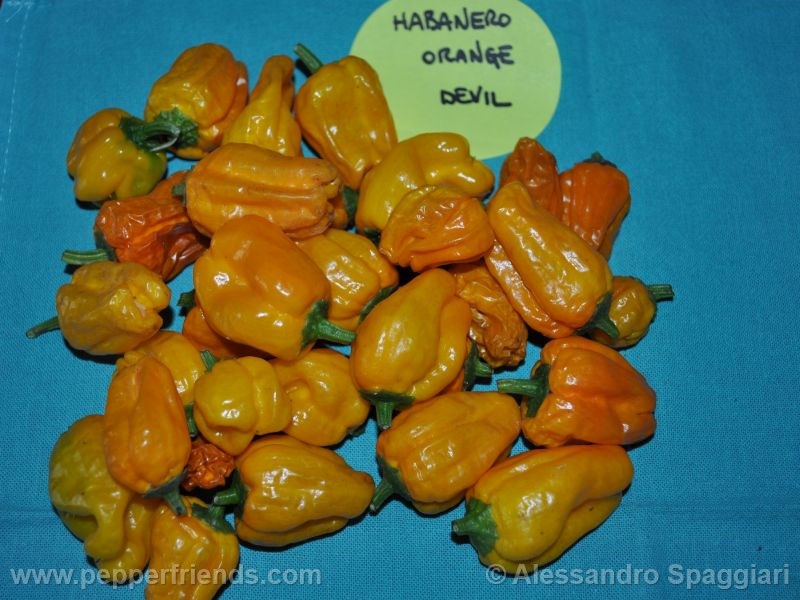 habanero-orange-devil_001_frutto_03.jpg