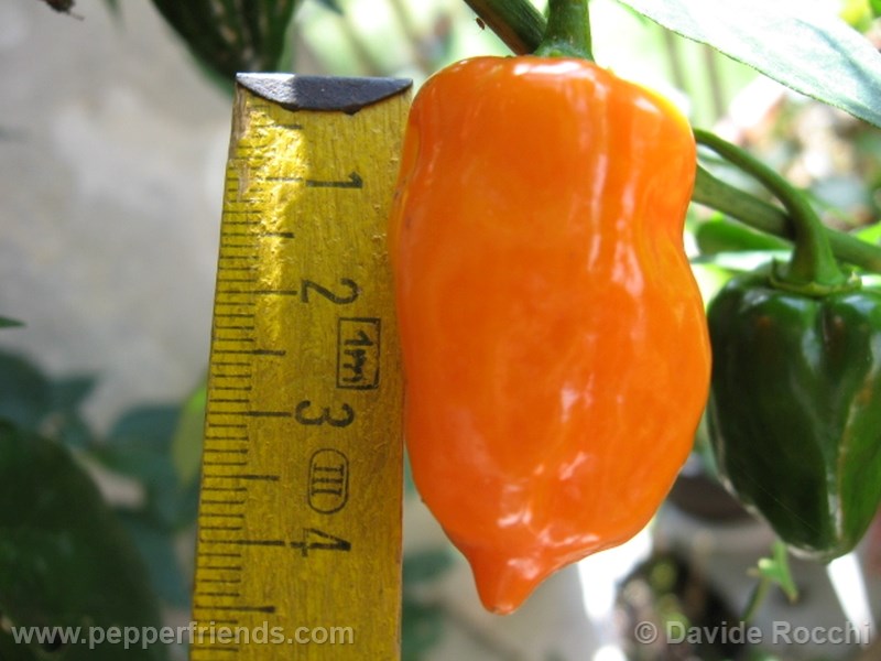 habanero-orange_001_frutto_03.jpg