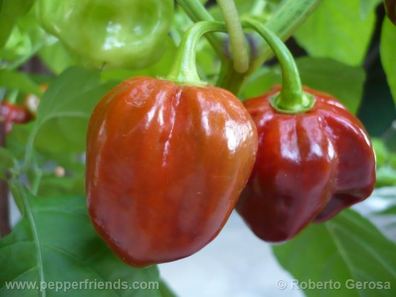 habanero-purple_001_frutto_03.jpg