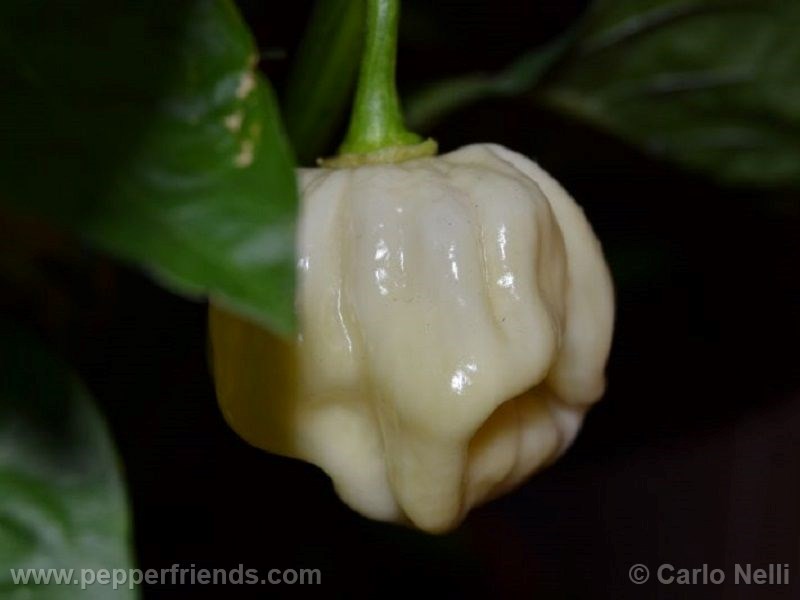 habanero-white-giant_001_frutto_03.jpg