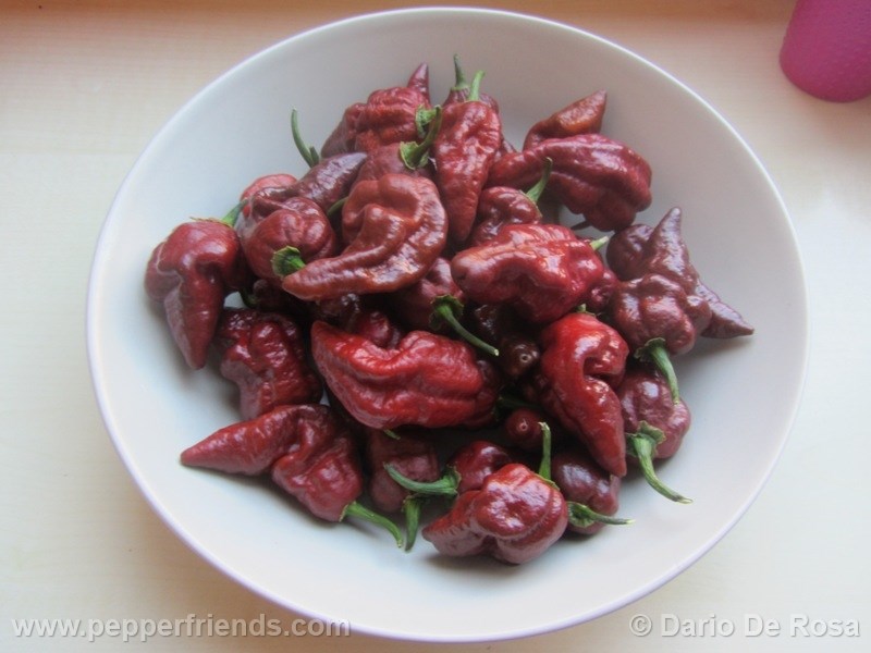 habolokia_003_frutto_06.jpg