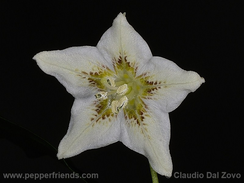 hunzikerianum_001_fiore_09.jpg