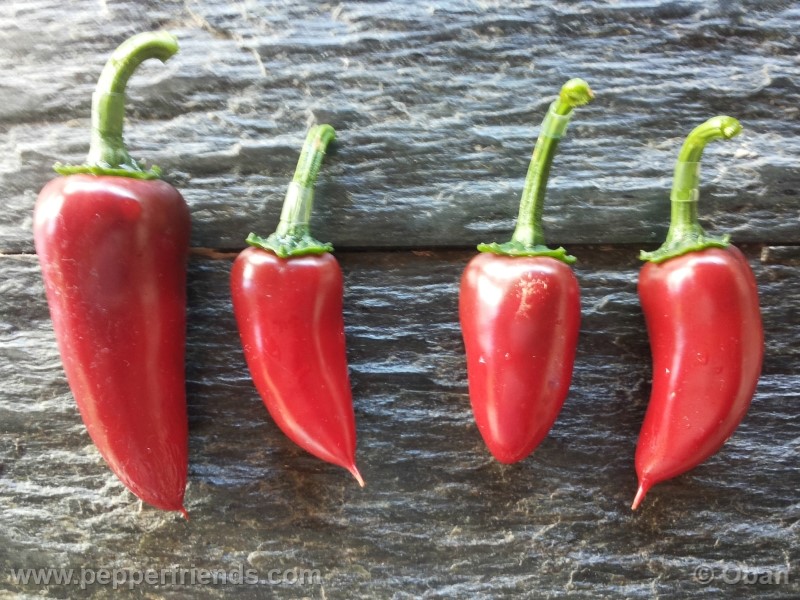 jalapeno-goliath_001_frutto_06.jpg