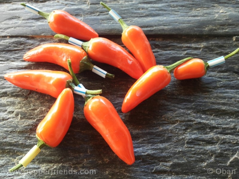 jalapeno-orange_001_frutto_02.jpg
