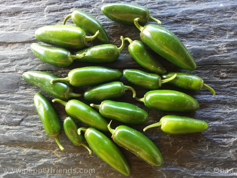 jalapeno-zapotec_001_frutto_01.jpg