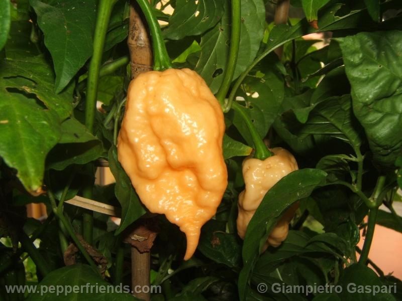 jay-peach-ghost-scorpion_001_frutto_01.j