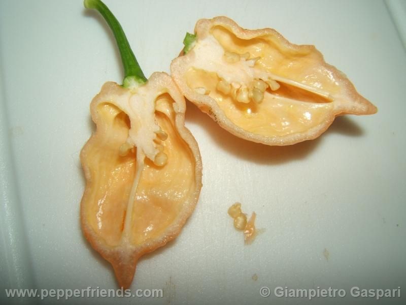 jay-peach-ghost-scorpion_001_frutto_03.j