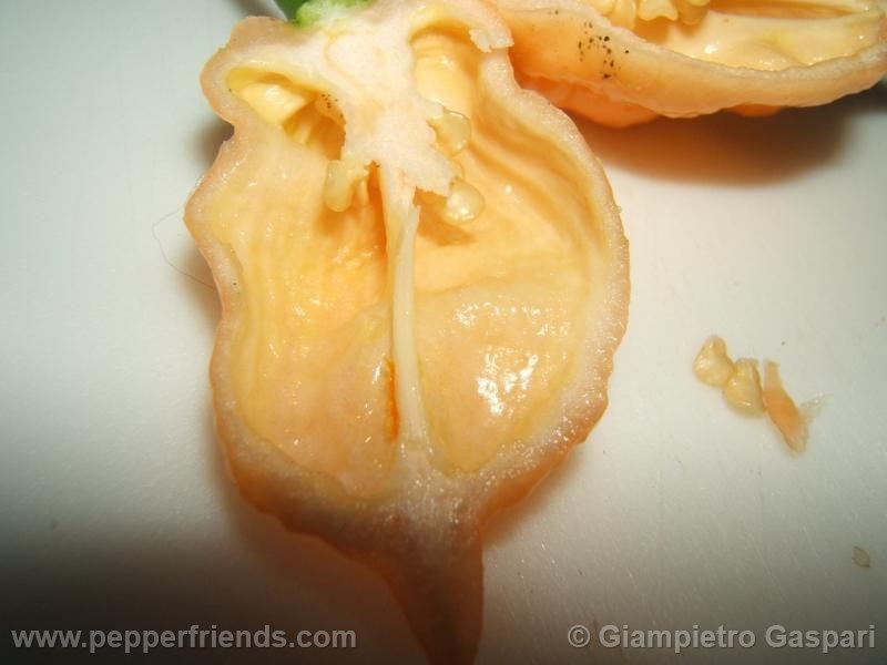 jay-peach-ghost-scorpion_001_frutto_05.j