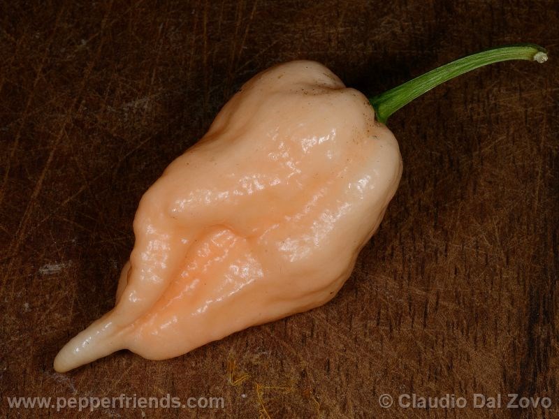 jay-peach-ghost-scorpion_002_frutto_01.j