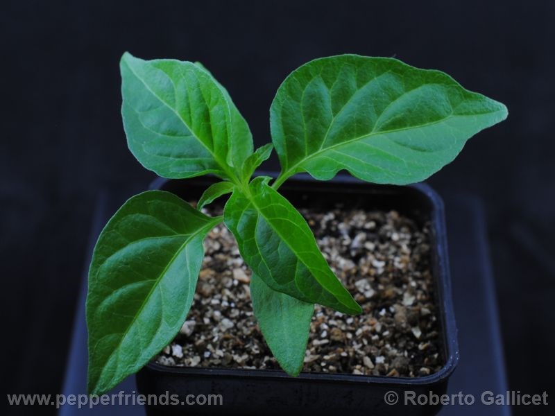 jay-peach-ghost-scorpion_003_piantina_01