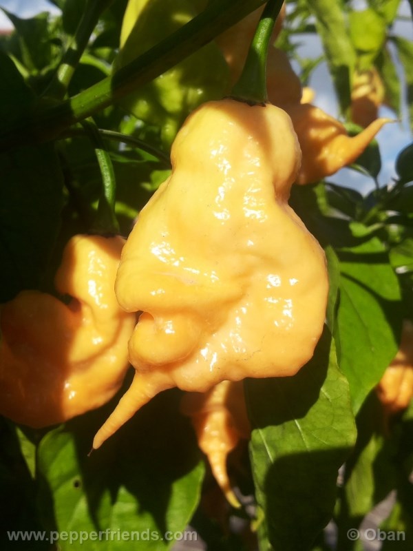 jay-peach-ghost-scorpion_004_frutto_26.j