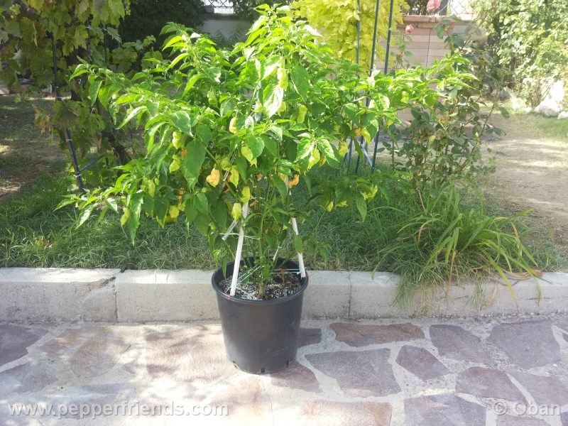 jay-peach-ghost-scorpion_004_pianta_11.j