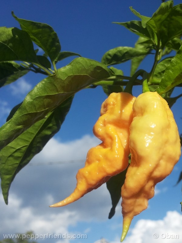 jay-peach-ghost-scorpion_004_pianta_16.j