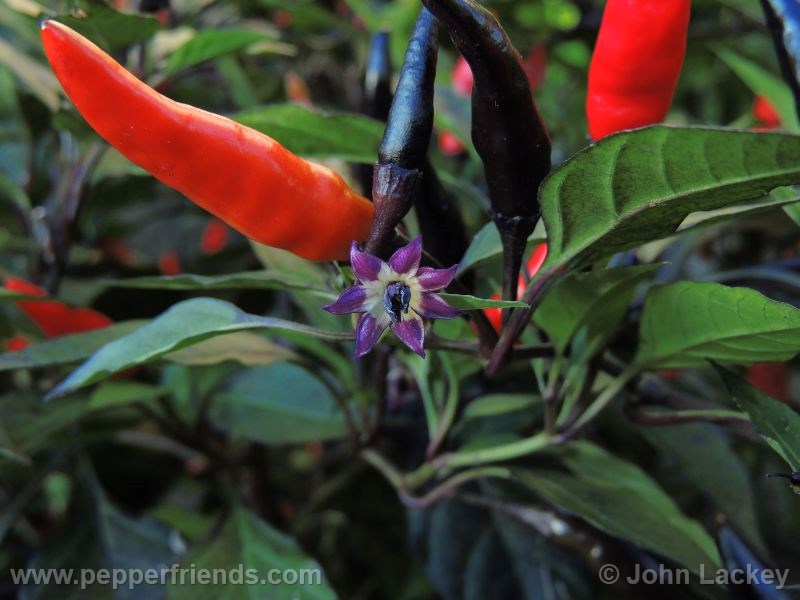 maui-purple_001_fiore_04.jpg