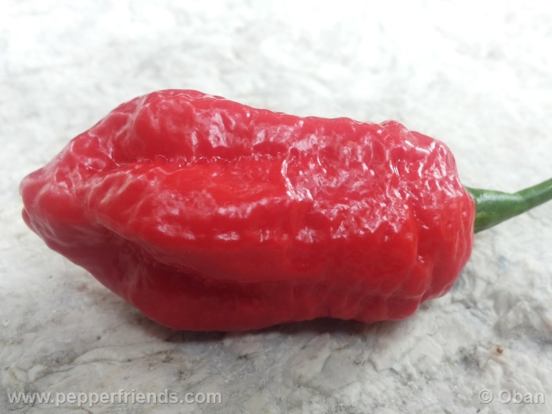 monster-naga_001_frutto_22.jpg