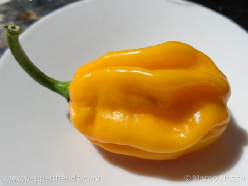 morovar-yellow_002_frutto_05.jpg