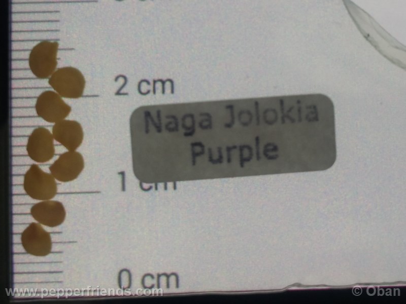 naga-jolokia-purple_001_asemi_01.jpg