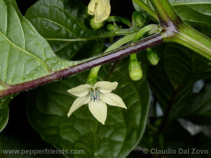 naga-morich_005_fiore_04.jpg