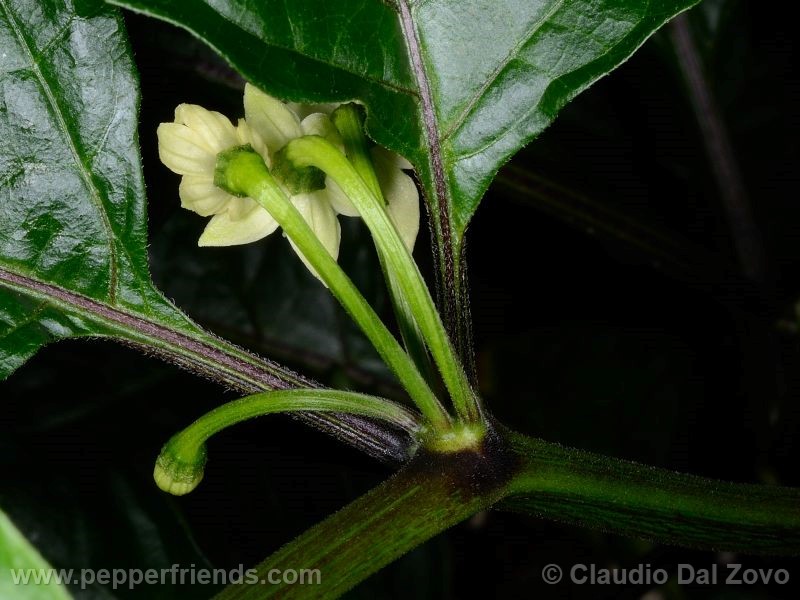 naga-morich_005_fiore_06.jpg
