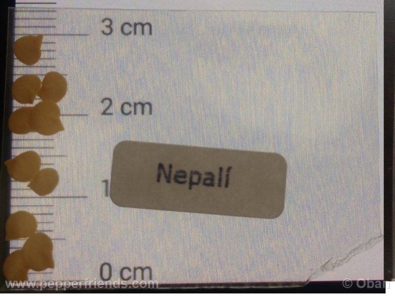 nepali_001_asemi_01.jpg