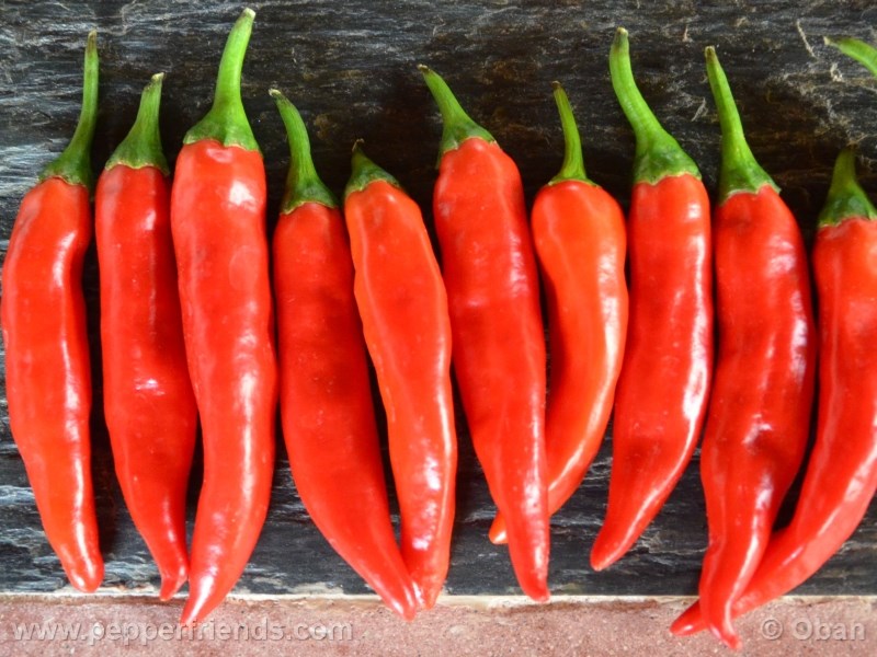 nepali_001_frutto_16.jpg