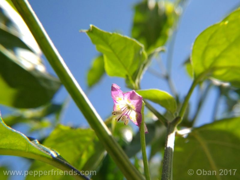 pepperlover_003_fiore_05.jpg