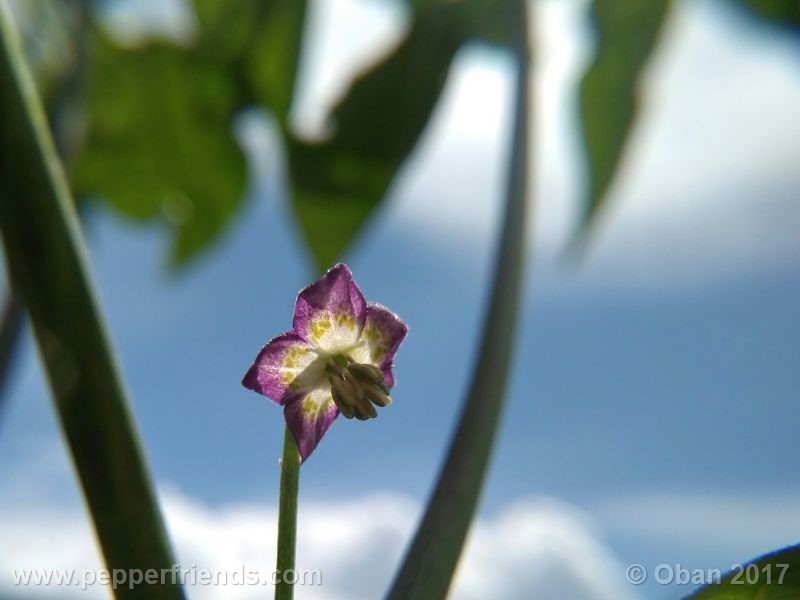 pepperlover_003_fiore_09.jpg