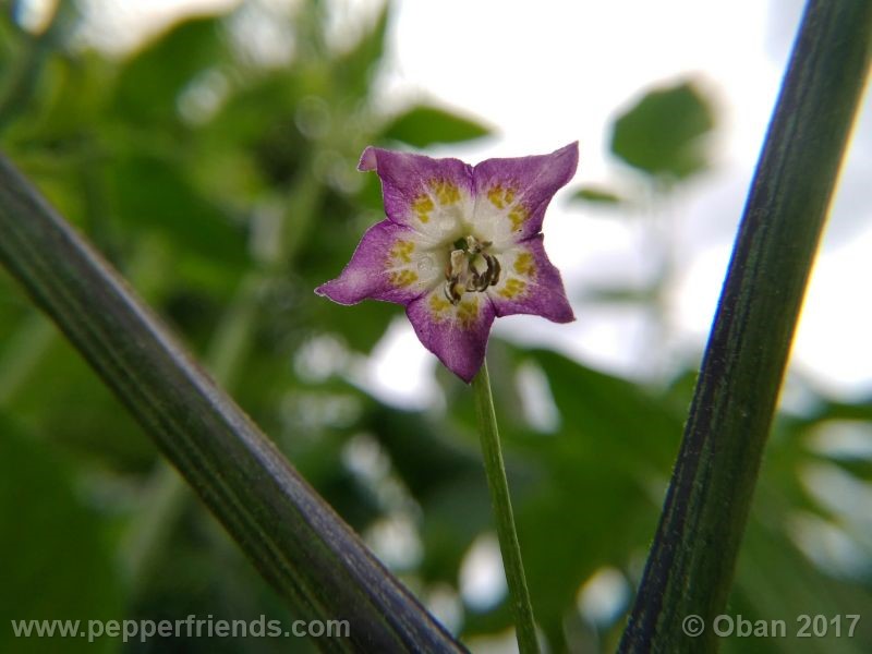 pepperlover_003_fiore_11.jpg