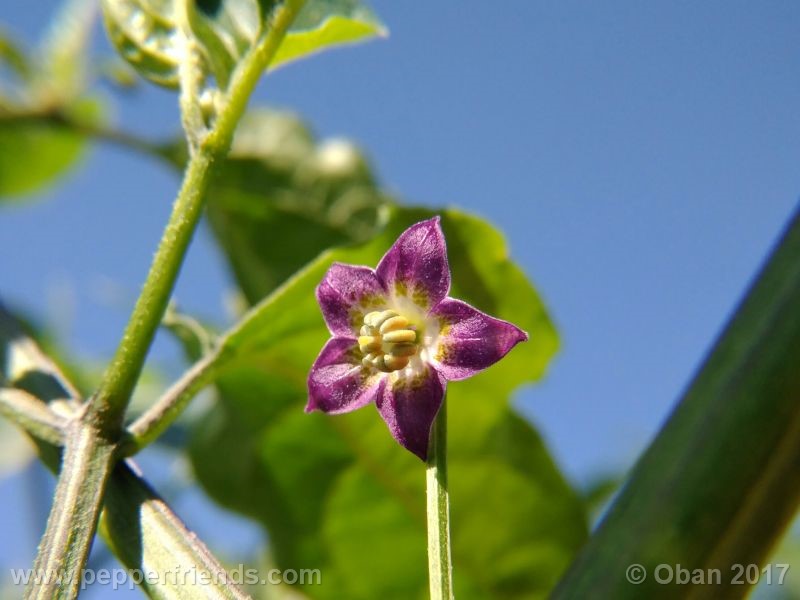 pepperlover_003_fiore_12.jpg