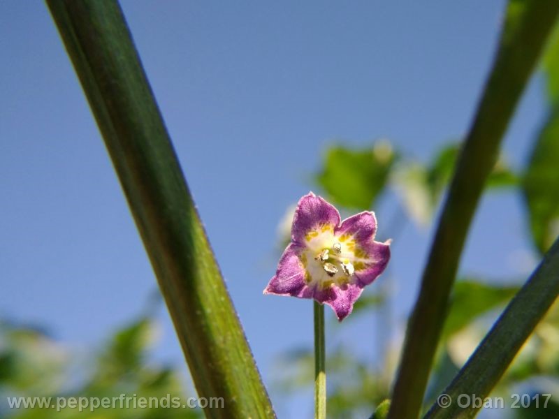 pepperlover_003_fiore_13.jpg
