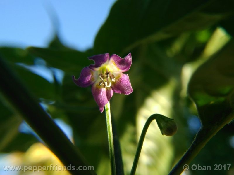 pepperlover_003_fiore_16.jpg