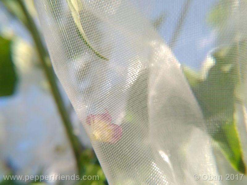 pepperlover_003_fiore_19.jpg