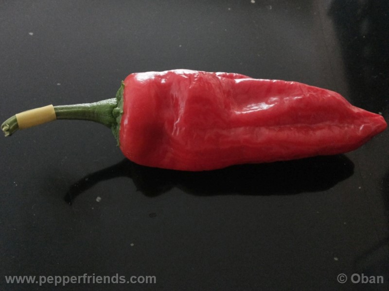 pimenta-de-padron_001_frutto_12.jpg