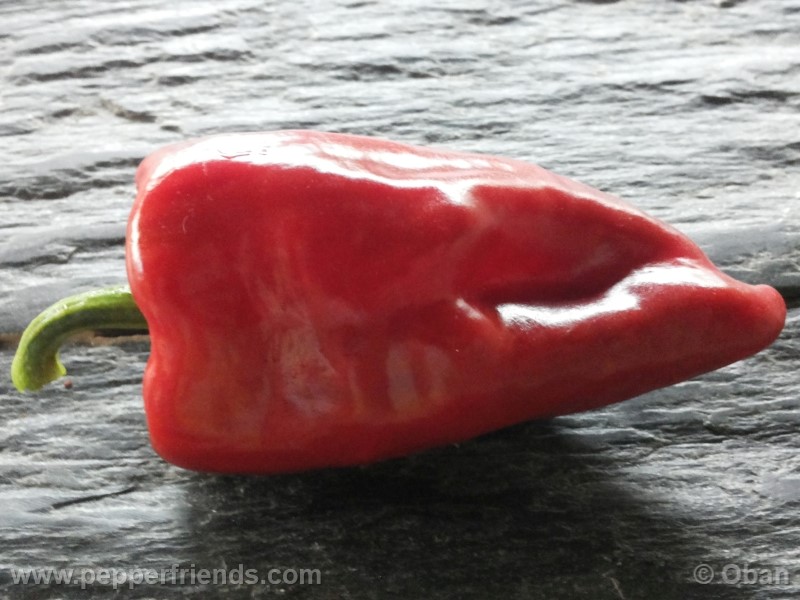pimenta-de-padron_001_frutto_18.jpg