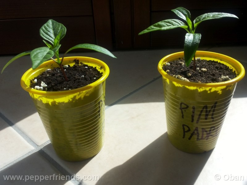 pimenta-de-padron_001_pianta_02.jpg