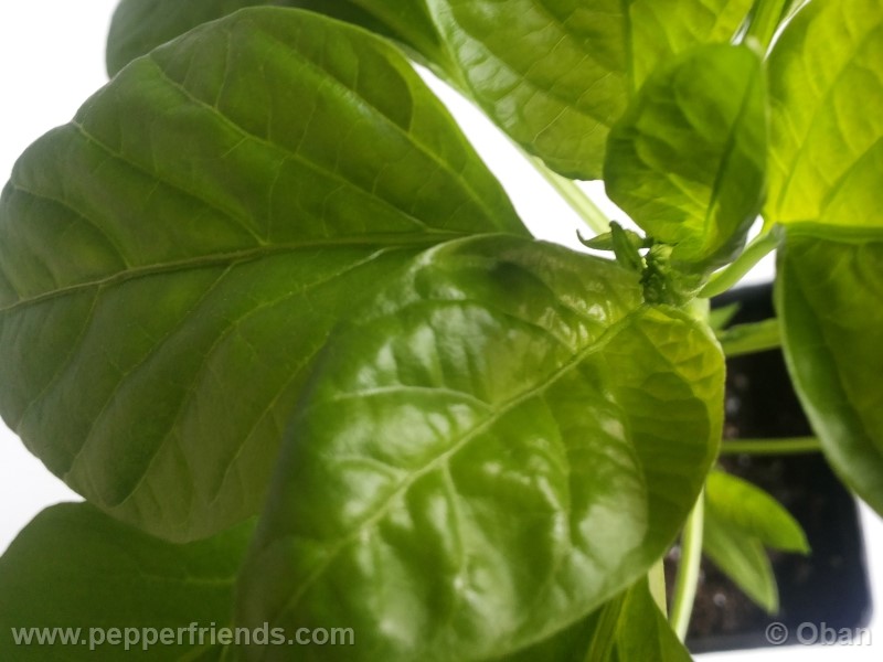 pimenta-de-padron_001_pianta_06.jpg
