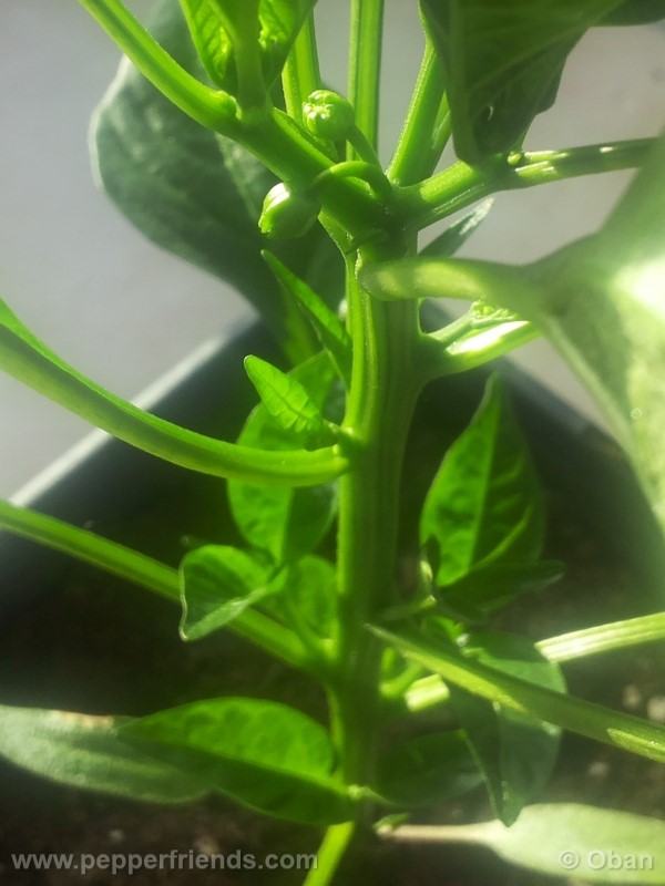 pimenta-de-padron_001_pianta_08.jpg