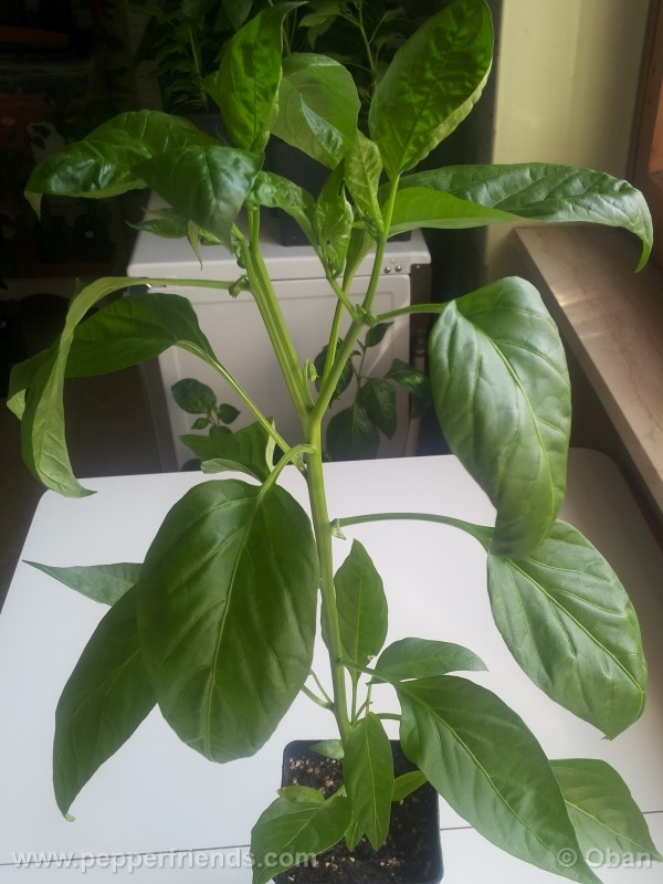 pimenta-de-padron_001_pianta_09.jpg
