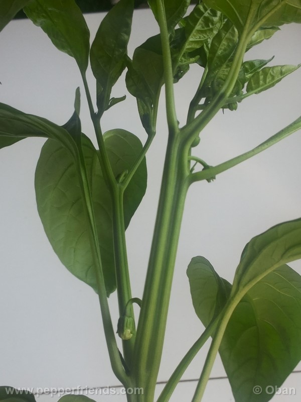 pimenta-de-padron_001_pianta_10.jpg