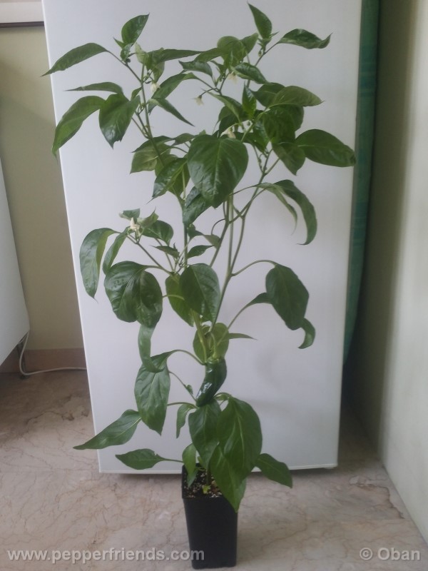 pimenta-de-padron_001_pianta_14.jpg