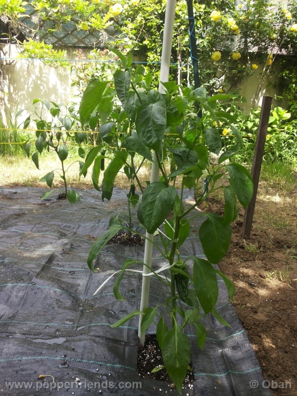 pimenta-de-padron_001_pianta_15.jpg