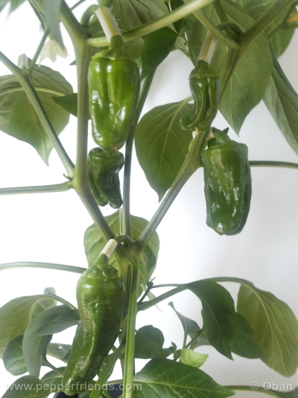 pimenta-de-padron_001_pianta_17.jpg
