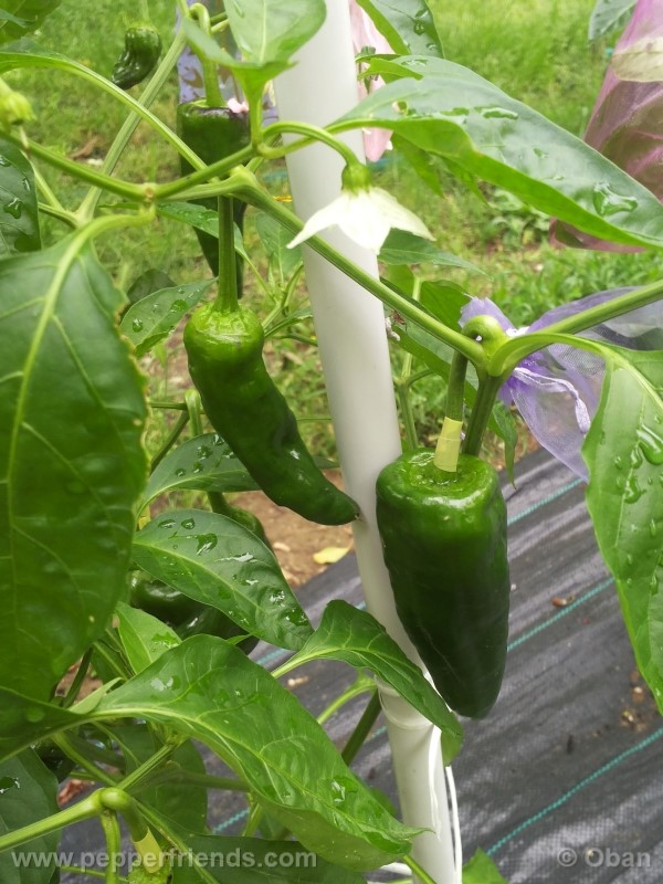 pimenta-de-padron_001_pianta_19.jpg